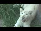 Au Pérou, de rares lionceaux blancs dans un zoo
