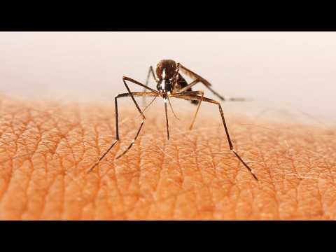 Swedish scientists have developed synthetic ‘blood’ to attract and kill malaria-carrying mosquitoes