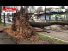 VIDÉO. À Rennes, des arbres couchés en travers de la route après de fortes rafales de vent
