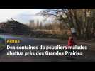Arras : des centaines de peupliers malades abattus près des Grandes Prairies