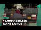 Au Chili, ces apiculteurs font manifester leurs abeilles