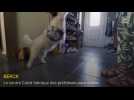 Berck : le centre Calvé fabrique des prothèses pour chiens