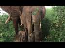 Au Kenya, rare naissance de jumeaux éléphants