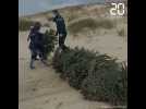Bassin d'Arcachon : Face à l'érosion, les sapins de Noël recyclés pour renforcer la dune