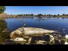 Pollution : le fleuve Oder en Pologne, tombeau pour 300 tonnes de poissons