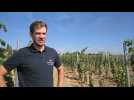 ton lit vignes