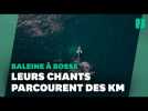 Chez les baleines à bosse, les hits planétaires existent aussi