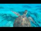 Chypre: une tortue verte nage en Méditerranée