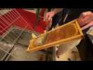Lille: la récolte du miel des abeilles de l'Opéra