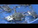 Crabe bleu en Corse: un envahisseur à valoriser dans les assiettes