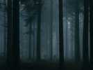 Le Coeur noir des forêts: Trailer HD
