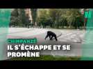Un chimpanzé échappé du zoo se promène dans les rues de Kharkiv