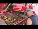 Hautes-Pyrénées : la coopérative du Haricot tarbais se lance dans la pommes de terre