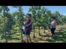 Bailleul : la récolte des pommes a commencé avec l'aide d'Ukrainiens