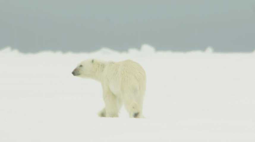 Une population secrète d'ours polaires découverte dans un endroit inédit