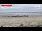 VIDÉO. Le rorqual échoué sur une plage du Finistère attire de nombreux curieux, ce dimanche 11 septembre