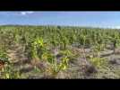 Premières vendanges pour les vignes argonnaises