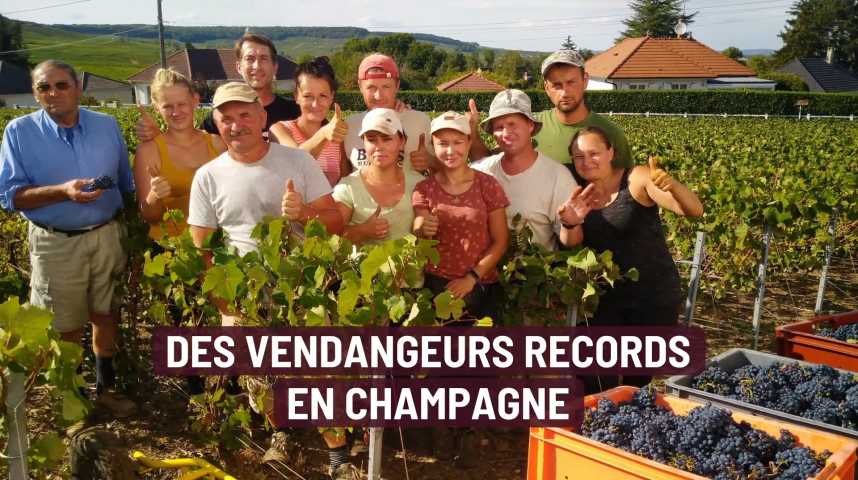 VIDÉO. Les maisons de Champagne du groupe LVMH ouvertes gratuitement au  public pour ses journées particulières