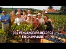 Vendanges 2022: ils revendiquent le record des meilleurs cueilleurs de la Champagne
