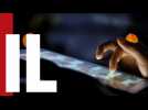 Un Codeco pour rien !