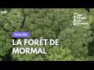 Vu du ciel : la forêt de Mormal