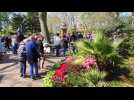 Dunkerque : le marché du végétal.