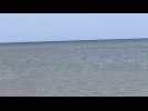 Un phoque échoué sur la plage d'Hardelot