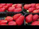 Cueillette des fraises aux Fruits du Pays d'Ouche