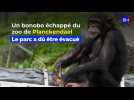 Le Zoo de Planckendael évacué: un bonobo s'est échappé de son enclos