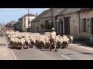 Transhumance dans l'Aisne