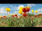 Saint-Romain-de-Colbosc : des tulipes contre le cancer