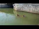 Boulogne : des plongeurs inspectent le bassin Frédéric-Sauvage