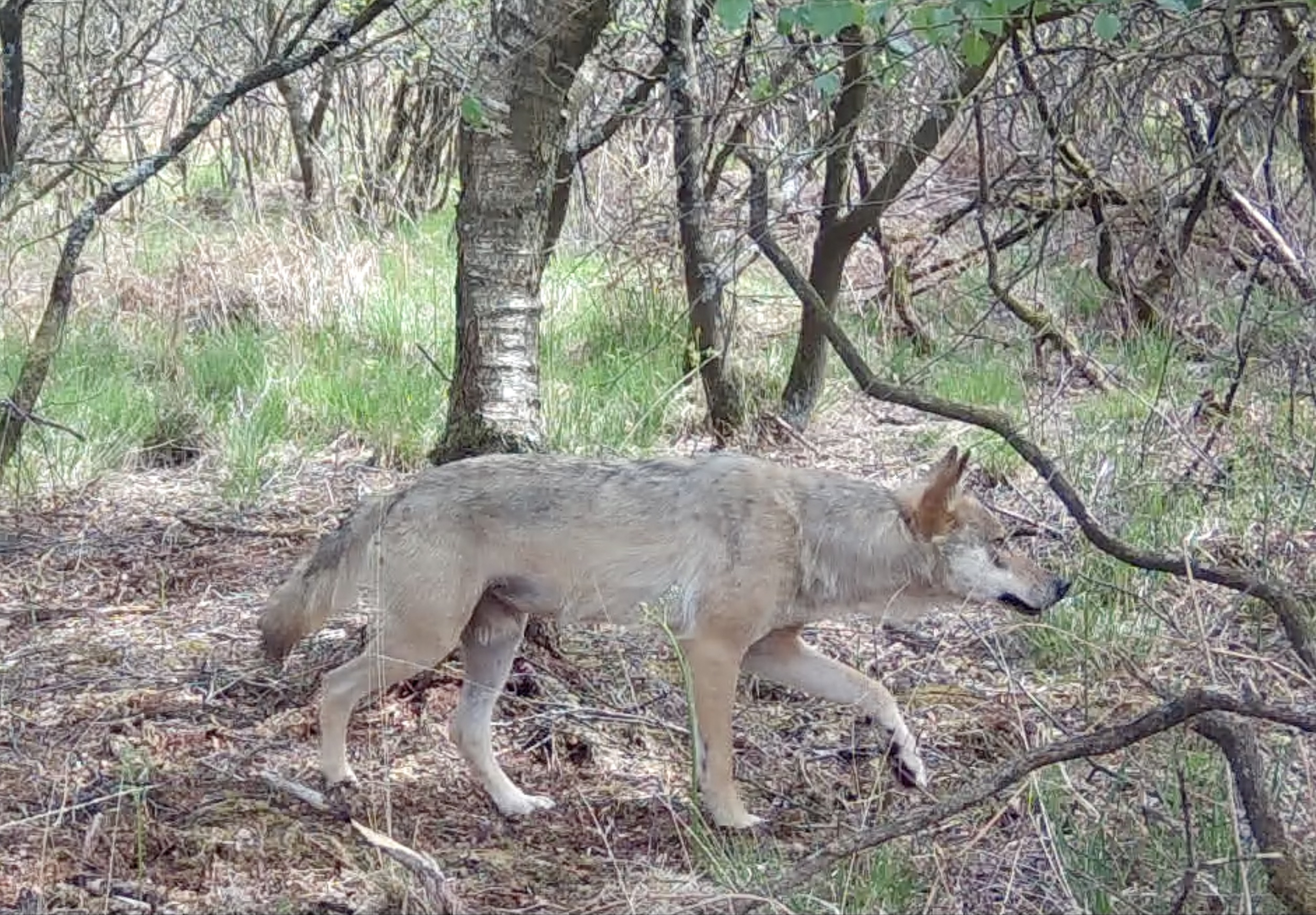 Un loup identifié dans les monts d’Arrée, une première depuis plus d’un siècle (Le Télégramme)