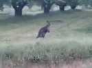 Gard rhodanien: un kangourou en cavale