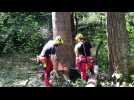 Annecy : la coupe du bois dans la forêt du Semnoz