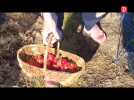 Venez cueillir vos fraises à la Ferme des Critz (82)