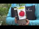 L'instant jardin : les tomates