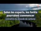 Selon les experts, les forêts pourraient commencer à émettre du dioxyde de carbone