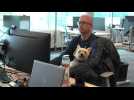 Au Canada, les chiens s'invitent au bureau de leur maître