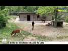 Dans les coulisses du zoo de Lille