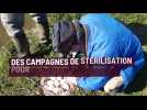 Ardennes: une campagne de stérilisation d'oeufs d'oies bernaches