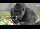 World's oldest female gorilla in captivity enjoys cake for 65th birthday at Berlin zoo