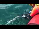 Un dauphin échoué sauvé au large de Gruissan