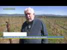 Aude : un épisode de grêle destructeur pour les vignes dans le Minervois