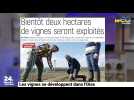 Les vignes se développent dans l'Oise