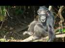 Liberia : des singes de laboratoire confinés à vie sur leurs îlets