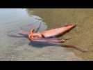 Giant squid washed ashore alive in Japan