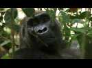 Gabon : protection des gorilles et écotourisme, un cercle vertueux
