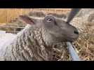 On a tondu les moutons du Havre; On a tondu les moutons du Havre; On a tondu les moutons du Havre; On a tondu les moutons du Havre; On a tondu les moutons du Havre
