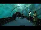 Nausicaá, plus grand aquarium d'Europe, attire de nombreux visiteurs !